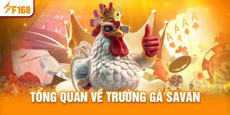 Giới thiệu tổng quan về trường gà Savan