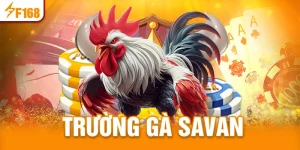 Trường gà Savan